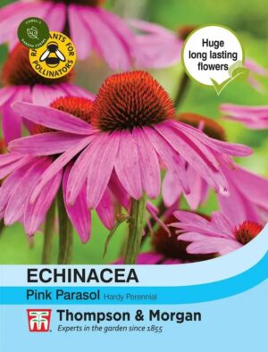 Thompson & Morgan Echinacea Pink Parasol Seeds