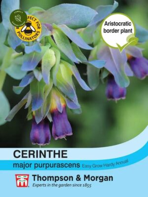 Thompson & Morgan Cerinthe Major Purparescens Seeds