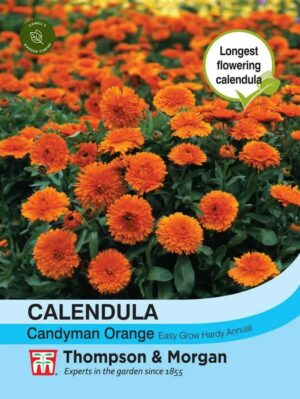 Thompson & Morgan Calendula Candyman Orange Seeds