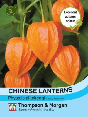 Thompson & Morgan Chinese Lanterns (Physalis gigantea) Seeds