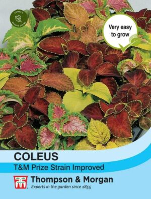 Thompson & Morgan Coleus Prize Strain Seeds