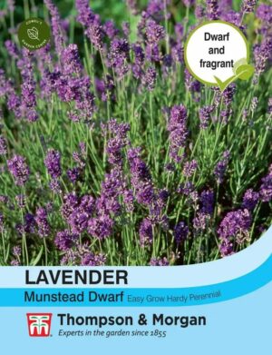Thompson & Morgan Lavender Munstead Dwarf Seeds