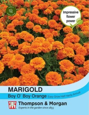 Thompson & Morgan Marigold Boy ‘O’ Boy Seeds