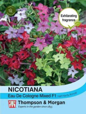 Thompson & Morgan Nicotiana Eau De Cologne Hybrid Seeds