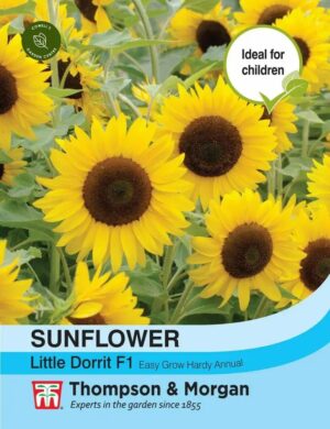 Thompson & Morgan Sunflower Little Dorrit Seeds