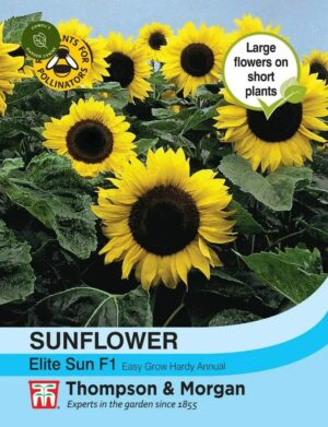 Thompson & Morgan Sunflower Elite Sun Seeds