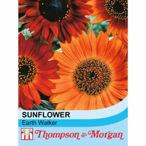Thompson & Morgan Sunflower Earth Walker Seeds