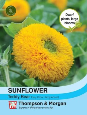 Thompson & Morgan Sunflower Teddy Bear Seeds