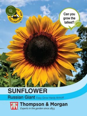 Thompson & Morgan Sunflower Russian Giant Seeds