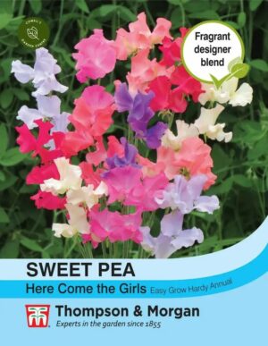 Thompson & Morgan Sweet Pea Here Come the Girls Seeds