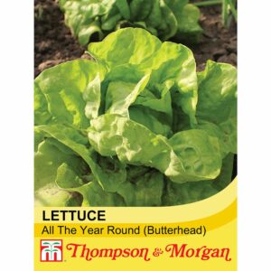 Thompson & Morgan Lettuce All Year Round Seeds