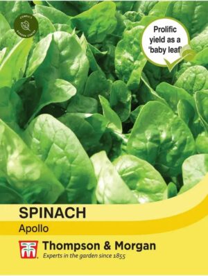 Thompson & Morgon Spinach Apollo Seeds