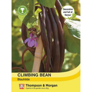 Thompson & Morgan Climbing Bean Blauhilde Seeds