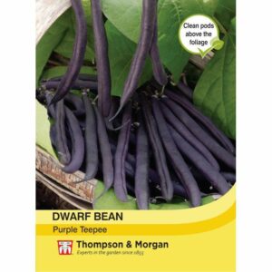 Thompson & Morgan Dwarf Bean Purple Teepee Seeds