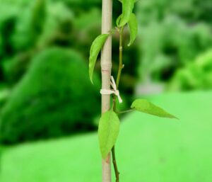 Ambassador Raffia 80gm