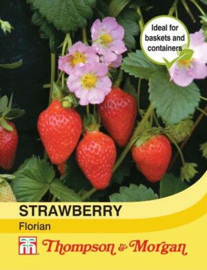 Thompson & Morgan Strawberry Florian F1 Hybrid Seeds