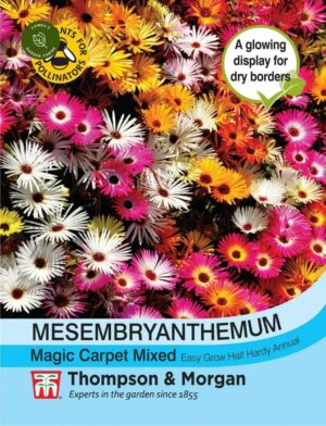 Thompson & Morgan Mesembryanthemum Magic Carpet Seeds