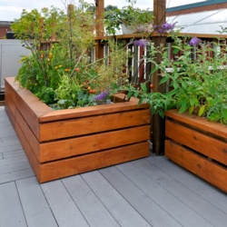 19mm x 38mm 2.4m Treated