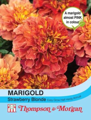 Thompson & Morgan Marigold Strawberry Blond