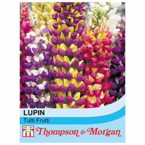 Thompson & Morgan Lupin Tutti Frutti Seeds