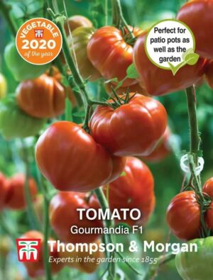 Thompson & Morgan Tomato Gourmandia F1 Seeds