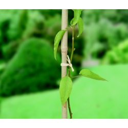 Ambassador Raffia 80gm