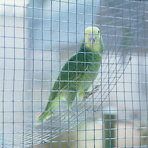 Galvanised Mesh 900 x 600 6mm X 6MM